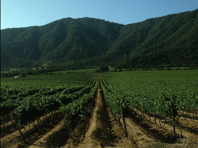 Imagem para Mundo de Chico - Vinicula Emiliana Vale CasaBlanca - Chile 12