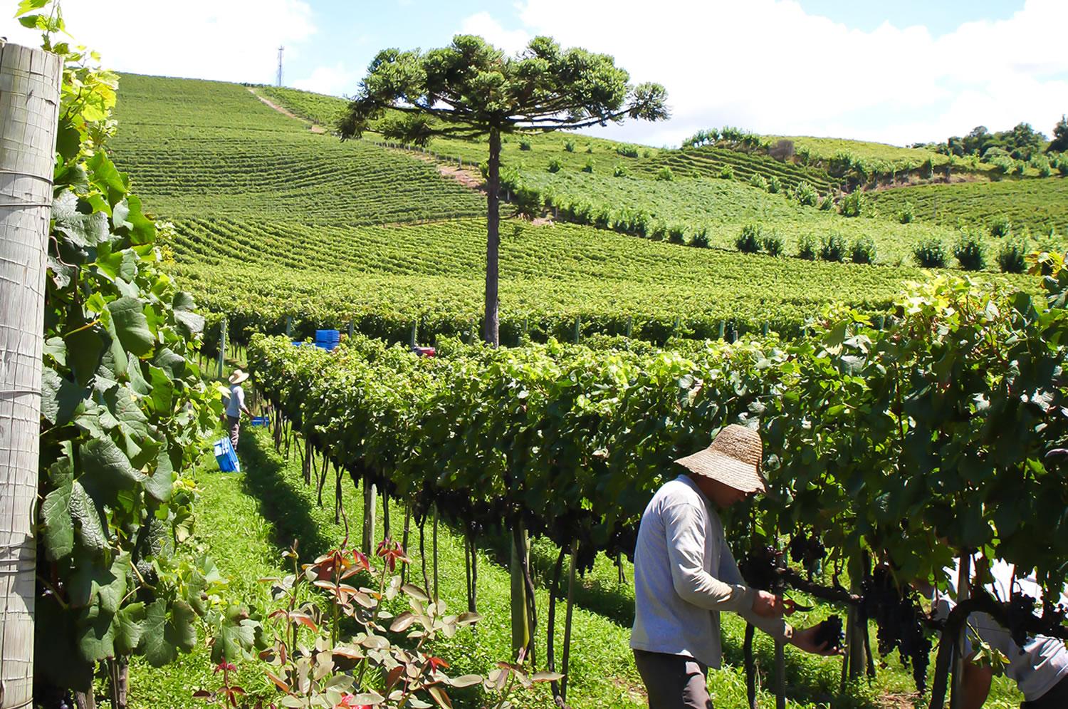 O_Mundo_e_Logo_ali_Bento_Goncalves_01_vinhos_01_silvia Tonon